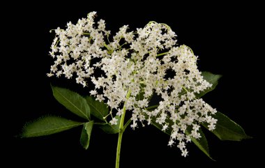 siyah bir arka plan üzerinde mürver çiçekleri