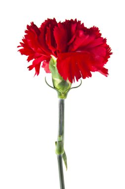 Kırmızı karanfil çiçekleri beyaz arkaplanda izole edilmiş