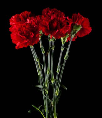 red carnations isolated on a black background clipart