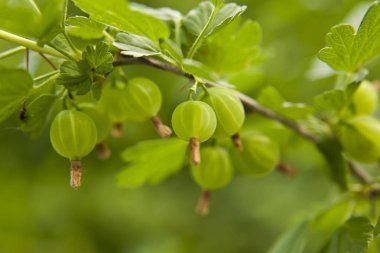 Bektaşi arka bahçesinde bir Bush meyveler