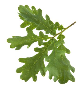 Beyaz arkaplanda yeşil meşe yaprakları izole