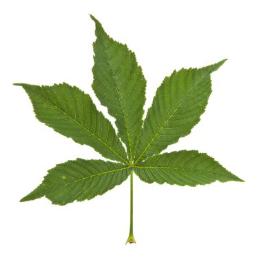 Beyaz arka plan üzerinde izole kahverengi yeşil yaprakları