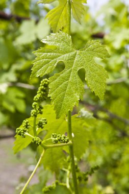 üzüm bahçesinde bahar manzara yaprak