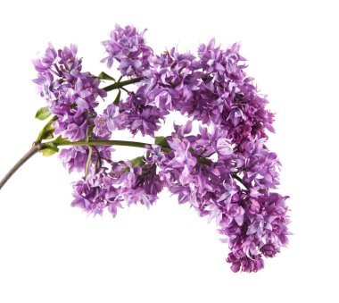 Beyaz arkaplanda yalıtılmış leylak çiçekleri