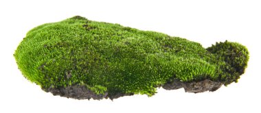 Beyaz arkaplanda yeşil yosun izole edildi