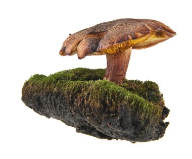 Beyaz arka plan üzerinde izole yosun büyüyen mantar