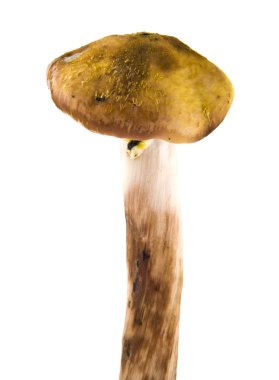 Beyaz arkaplanda izole edilmiş mantarlar