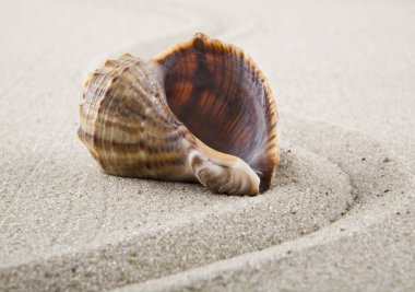 Arka plan olarak dinlenmek için kum üzerinde kabukları