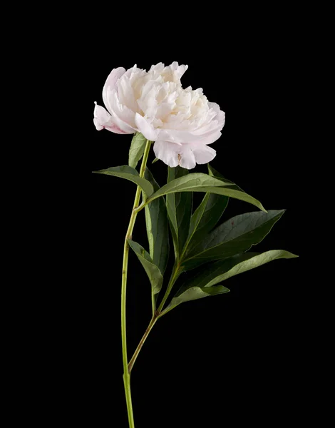 White Peony Flowers Isolated Black Background — Stock Photo, Image