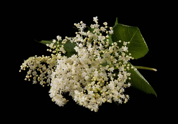 Flores Saúco Sobre Fondo Negro — Foto de Stock