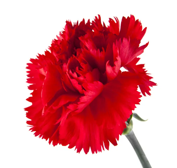 Flores Cravo Vermelho Isolado Fundo Branco — Fotografia de Stock