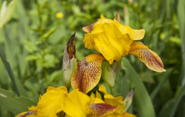 Paisaje Primavera Antirrhinum Flores Jardín —  Fotos de Stock