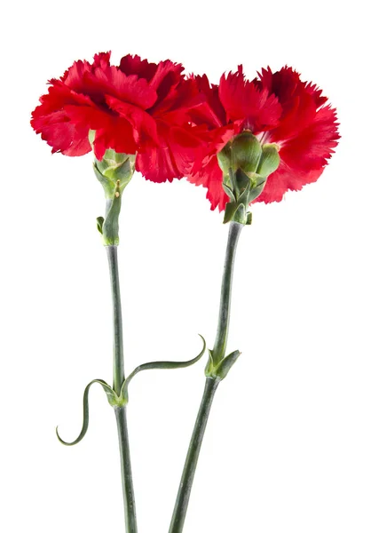 Red Carnation Flowers Isolated White Background — Stock Photo, Image