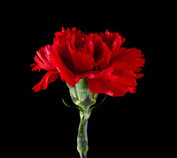Red Carnations Isolated Black Background — Stock Photo, Image