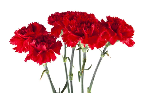 Clavel Rojo Flores Aisladas Sobre Fondo Blanco — Foto de Stock