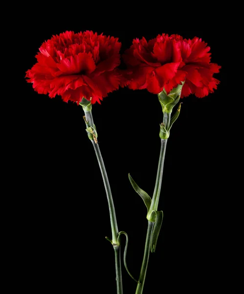 Claveles Rojos Aislados Sobre Fondo Negro — Foto de Stock