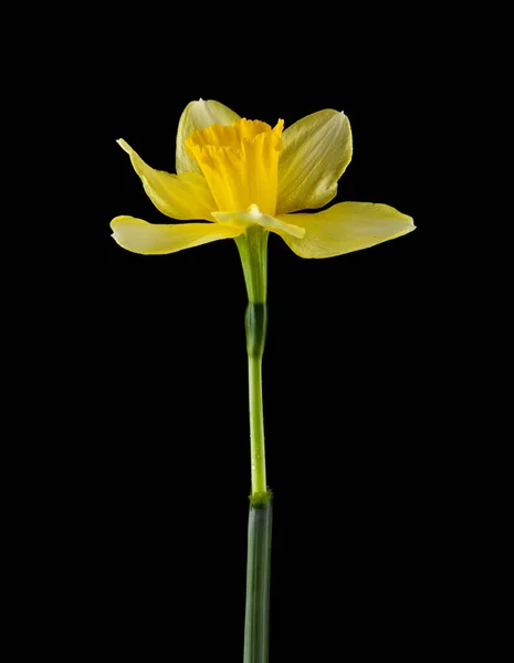 Flores Narciso Isoladas Fundo Preto — Fotografia de Stock