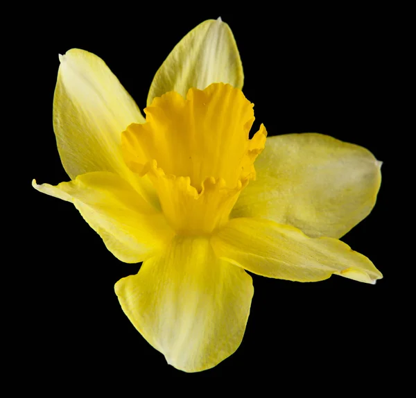 Narciso Flores Aisladas Sobre Fondo Negro —  Fotos de Stock