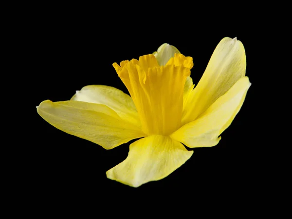 Flores Narciso Isoladas Fundo Preto — Fotografia de Stock