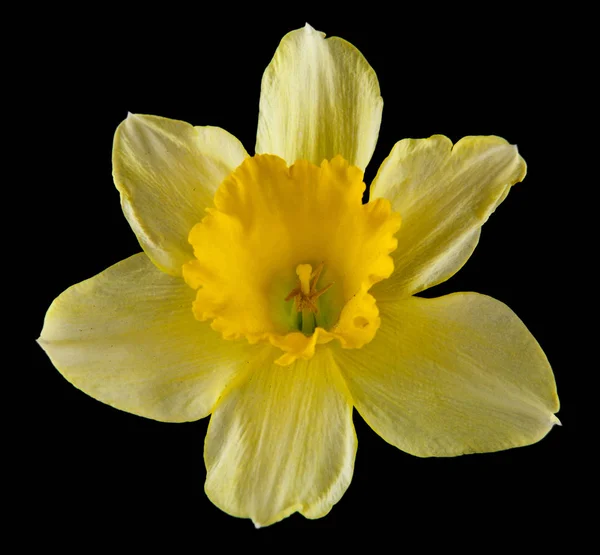 Narcissus Bloemen Geïsoleerd Een Zwarte Achtergrond — Stockfoto