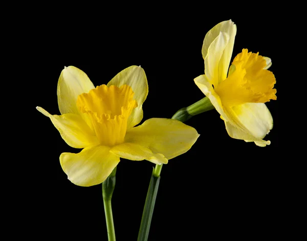 Żółte Kwiaty Żonkila Białym Czarnym Tle — Zdjęcie stockowe