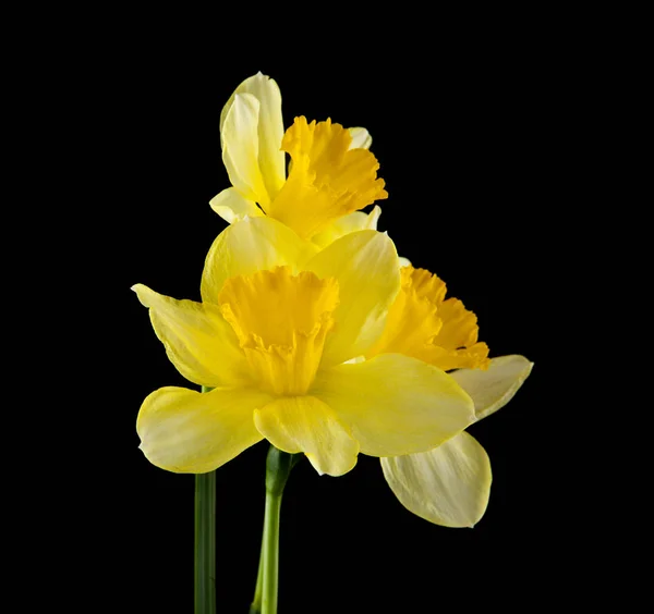 Narcisser Blommor Isolerad Svart Bakgrund — Stockfoto