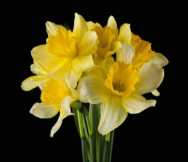 Gele Narcissen Bloemen Geïsoleerd Een Zwarte Achtergrond — Stockfoto