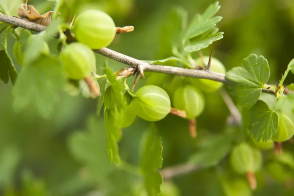 Bektaşi Arka Bahçesinde Bir Bush Meyveler — Stok fotoğraf