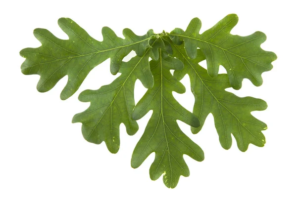 Green Oak Leaves Isolated White Background — Stock Photo, Image