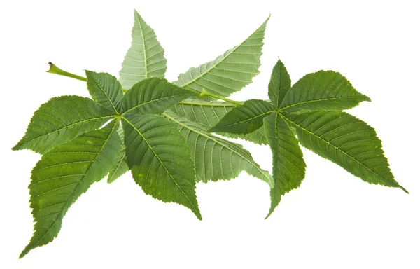 Green Leaves Chestnut Isolated White Background — Stock Photo, Image