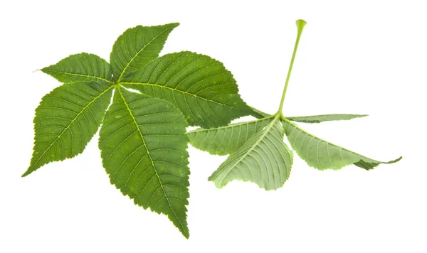 Folhas Verdes Castanha Isoladas Sobre Fundo Branco — Fotografia de Stock