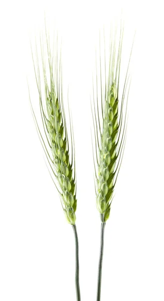 Зеленые Колоски Пшеницы Изолированы Белом Фоне — стоковое фото