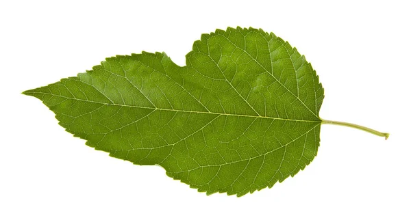 Green Mulberry Leaf Isolated White Background — Stock Photo, Image