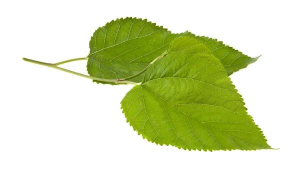 Green Mulberry Leaf Isolated White Background — Stock Photo, Image