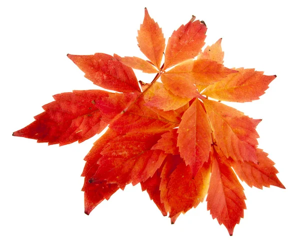 Красный Виноград Листья Изолированы Белом Фоне — стоковое фото