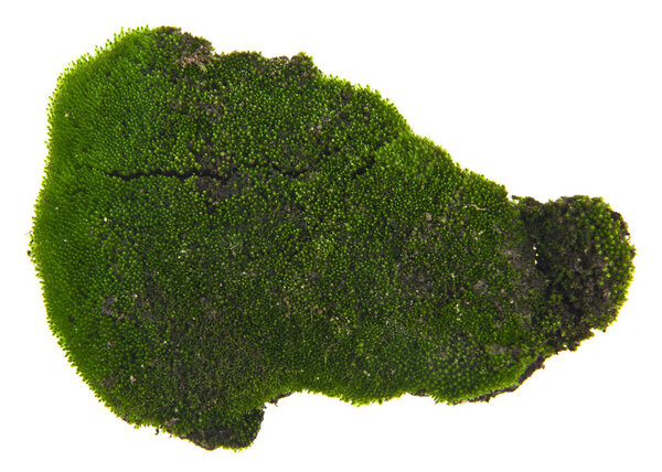 green moss isolated on white background