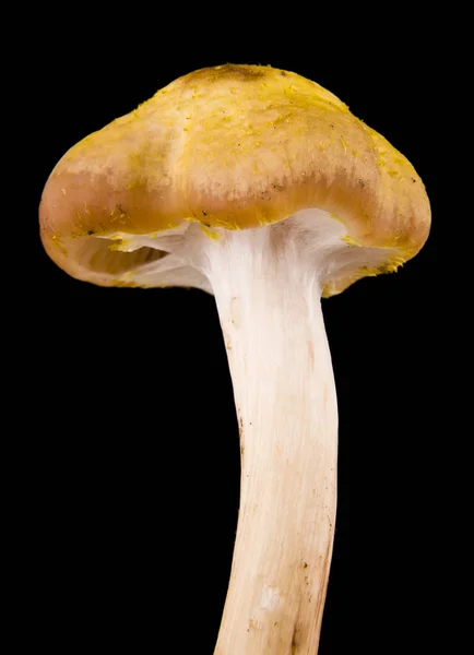 Cogumelos Isolados Sobre Fundo Preto — Fotografia de Stock