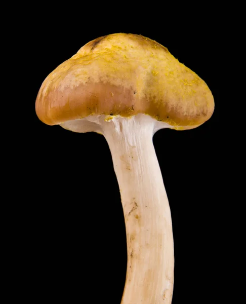 Paddestoelen Geïsoleerd Een Zwarte Achtergrond — Stockfoto