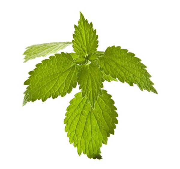 Green Nettle Leaves Isolated White Background — Stock Photo, Image