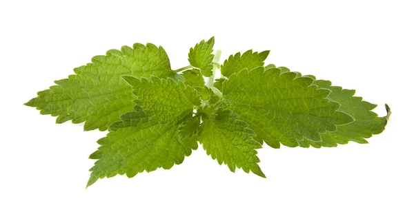 Hojas Ortiga Verde Aisladas Sobre Fondo Blanco — Foto de Stock