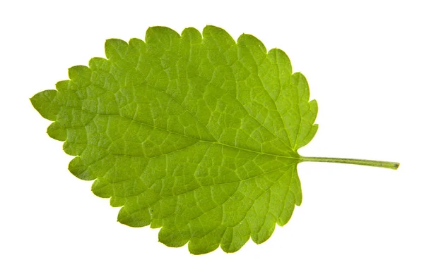 白い背景に分離された緑イラクサ — ストック写真