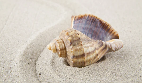Seashells Sand Relaxation Background — Stock Photo, Image
