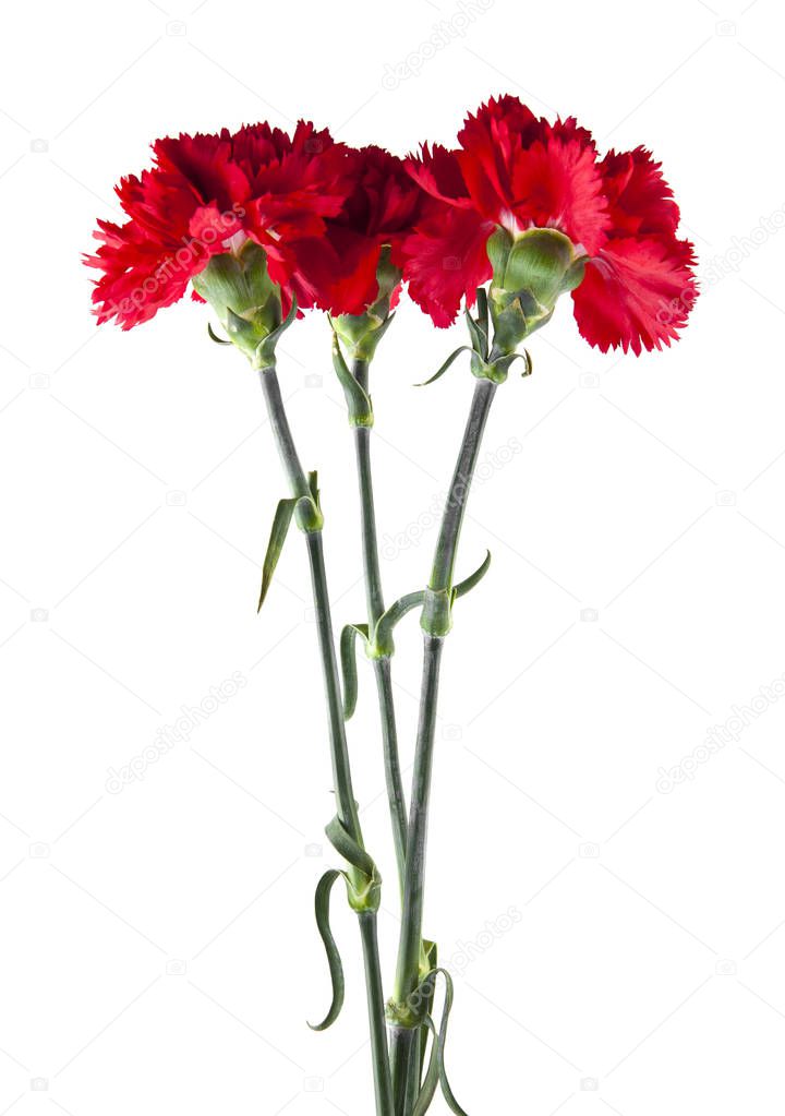 red carnation flowers isolated on white background