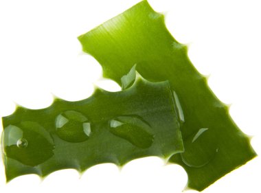 Aloe beyaz arkaplanda izole edildi