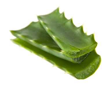 Aloe beyaz arkaplanda izole edildi