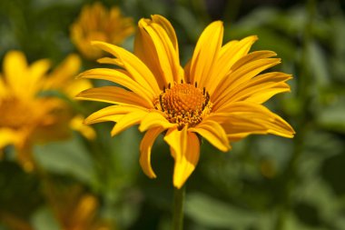 çiçek bahçesinde bulunan ufuk bir arka plan Heliopsis