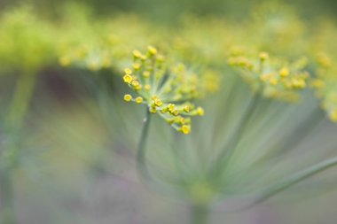 ufuk bir arka plan ile bir bahçede rezene