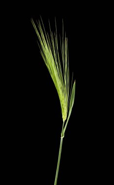 kulakları bir siyah arka plan üzerine izole arpa