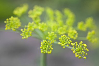 ufuk bir arka plan ile bir bahçede rezene