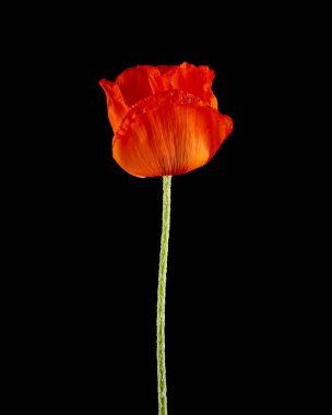 siyah bir arka plan üzerinde izole kırmızı gelincik